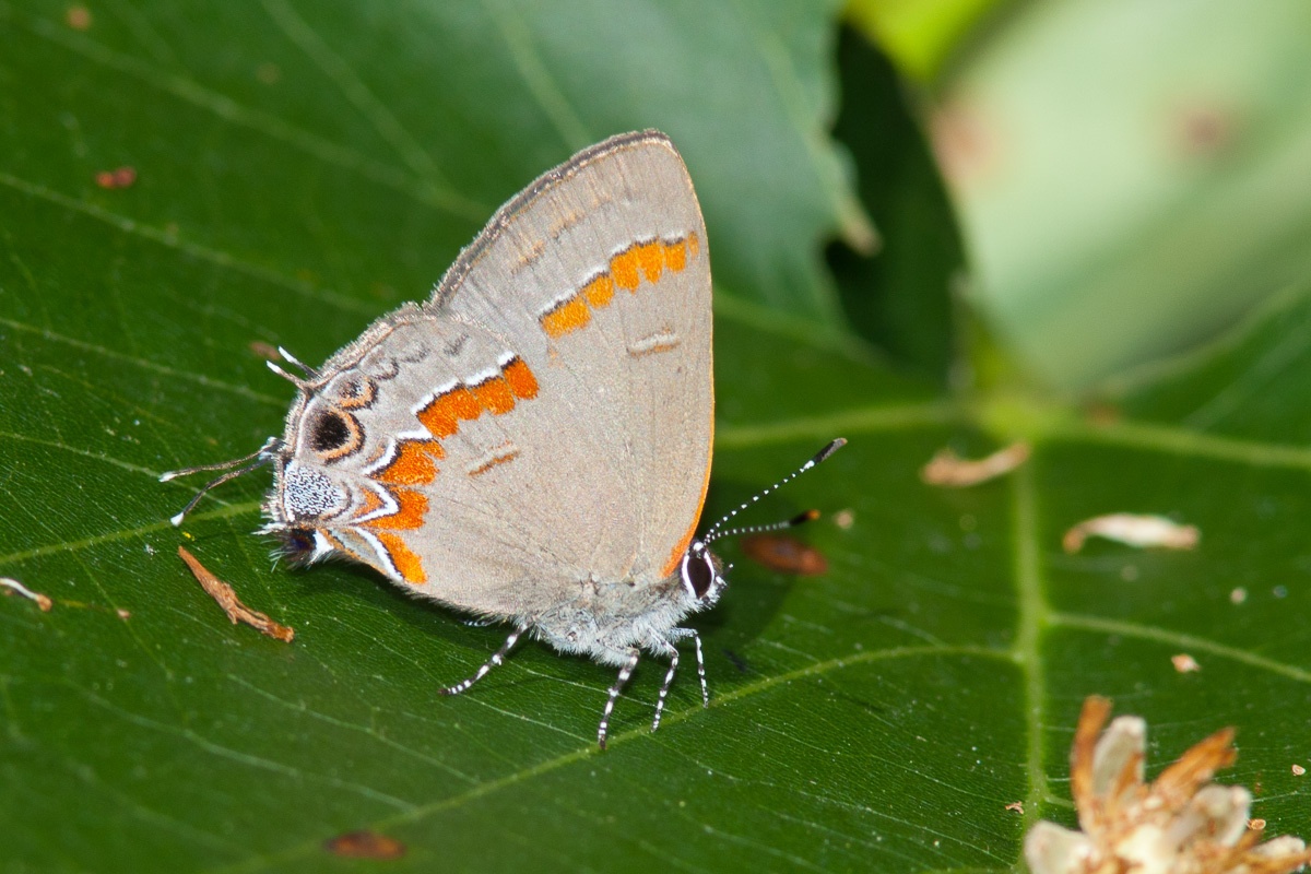 Calycopis