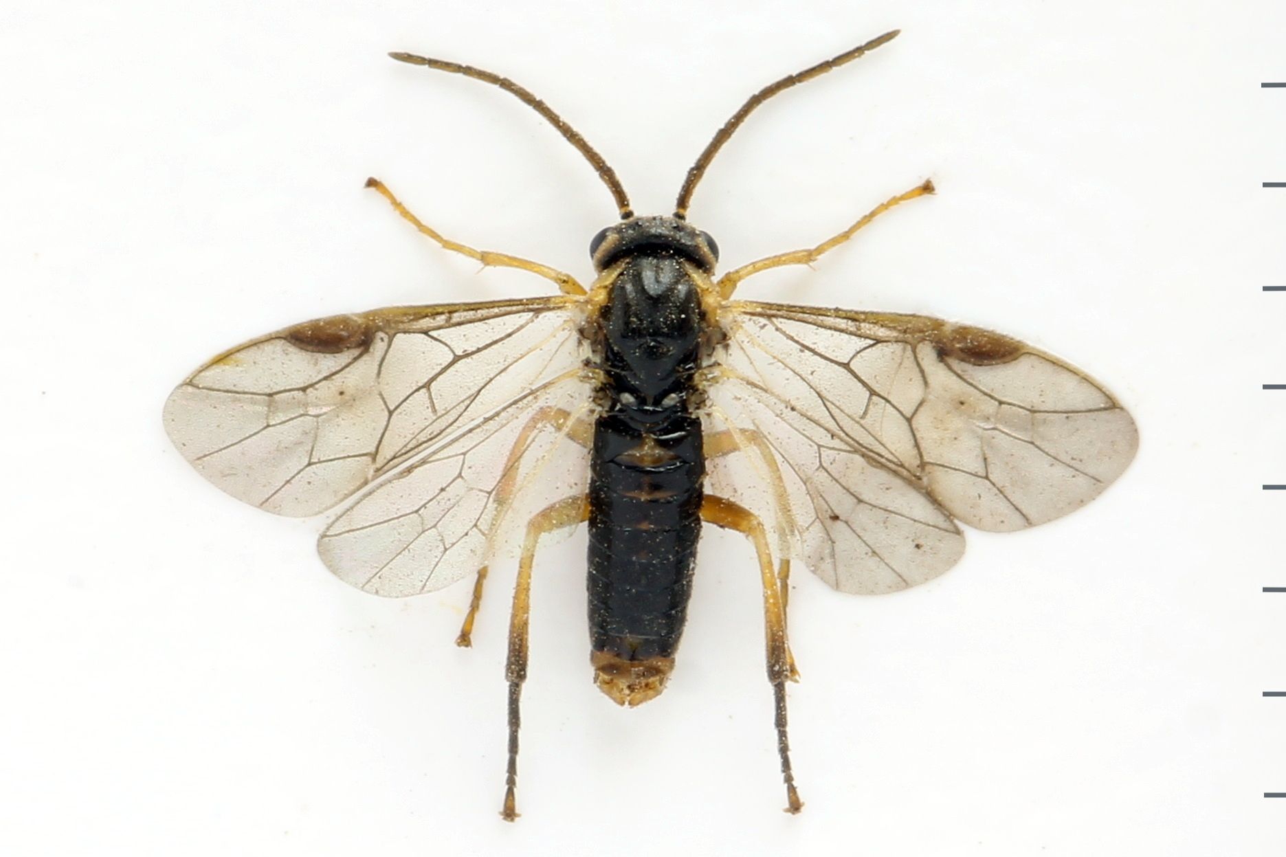 Pristiphora abietina