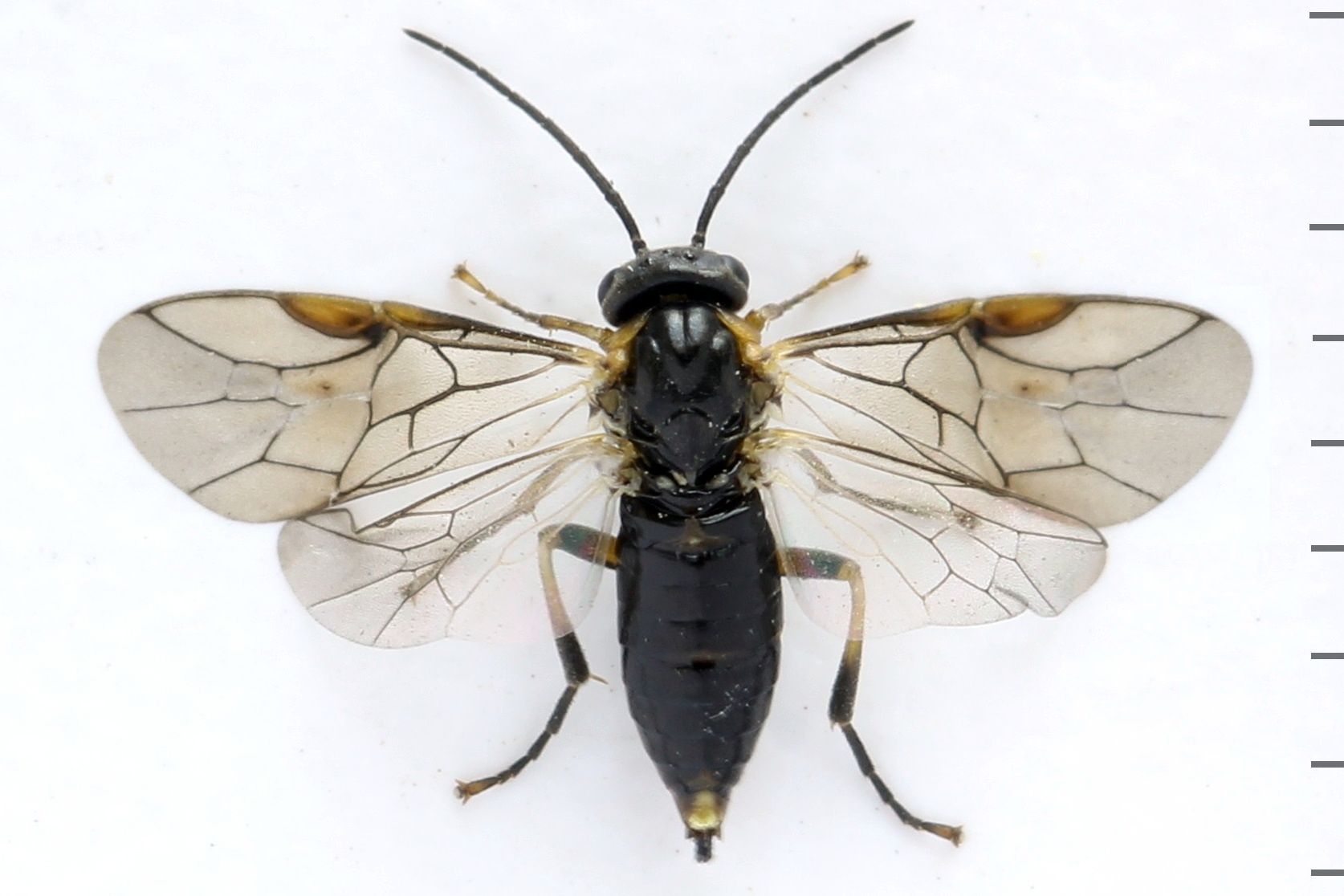 Pristiphora abietina