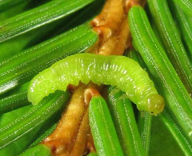 Pristiphora abietina