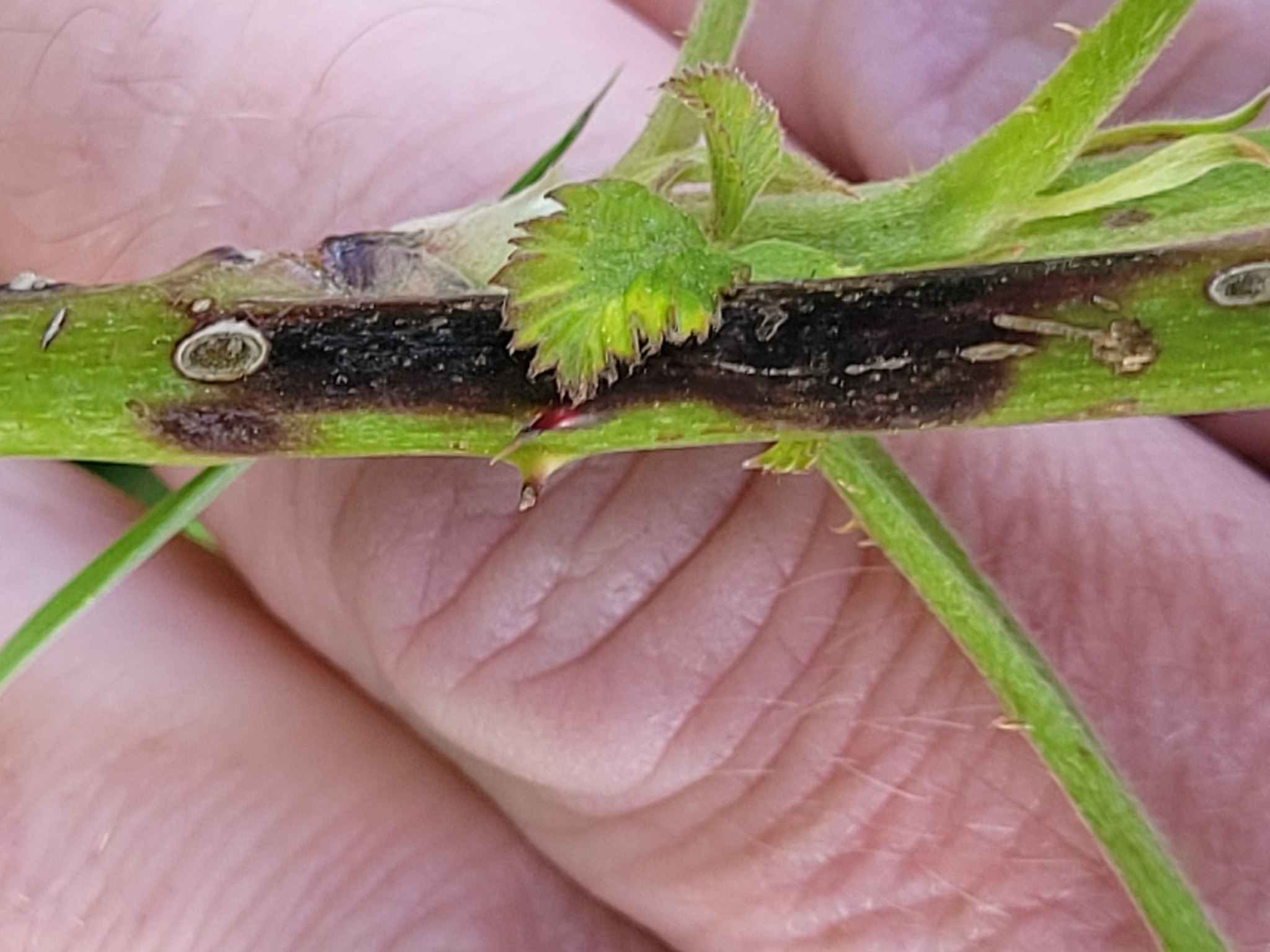 Septocyta ruborum