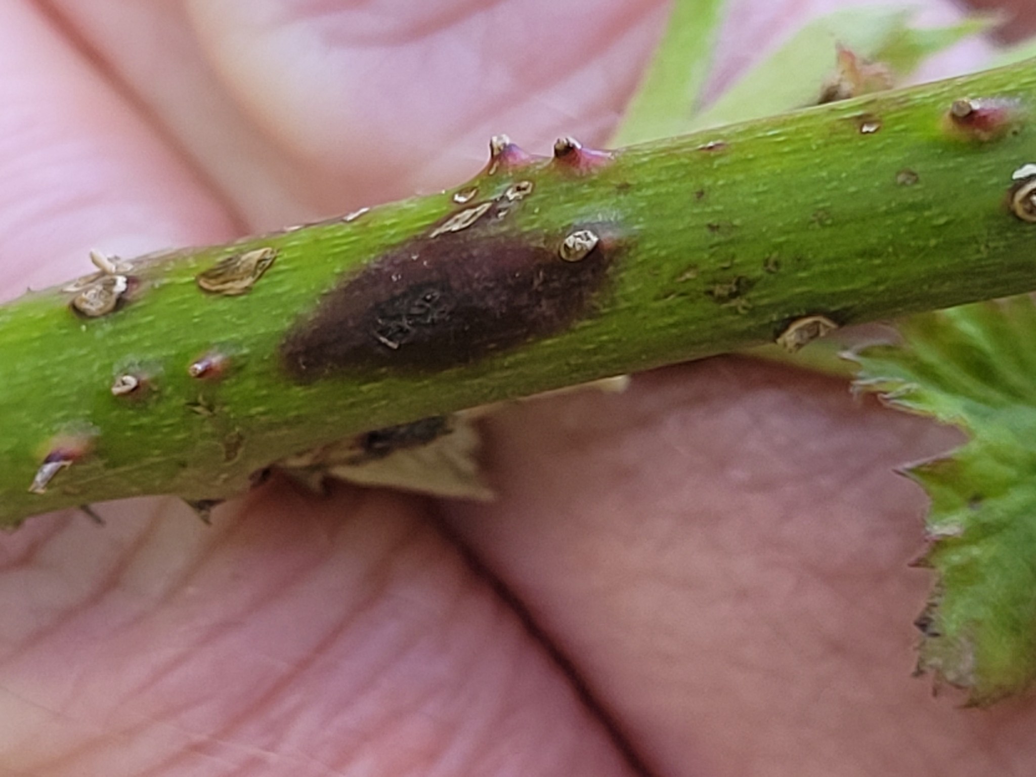 Septocyta ruborum