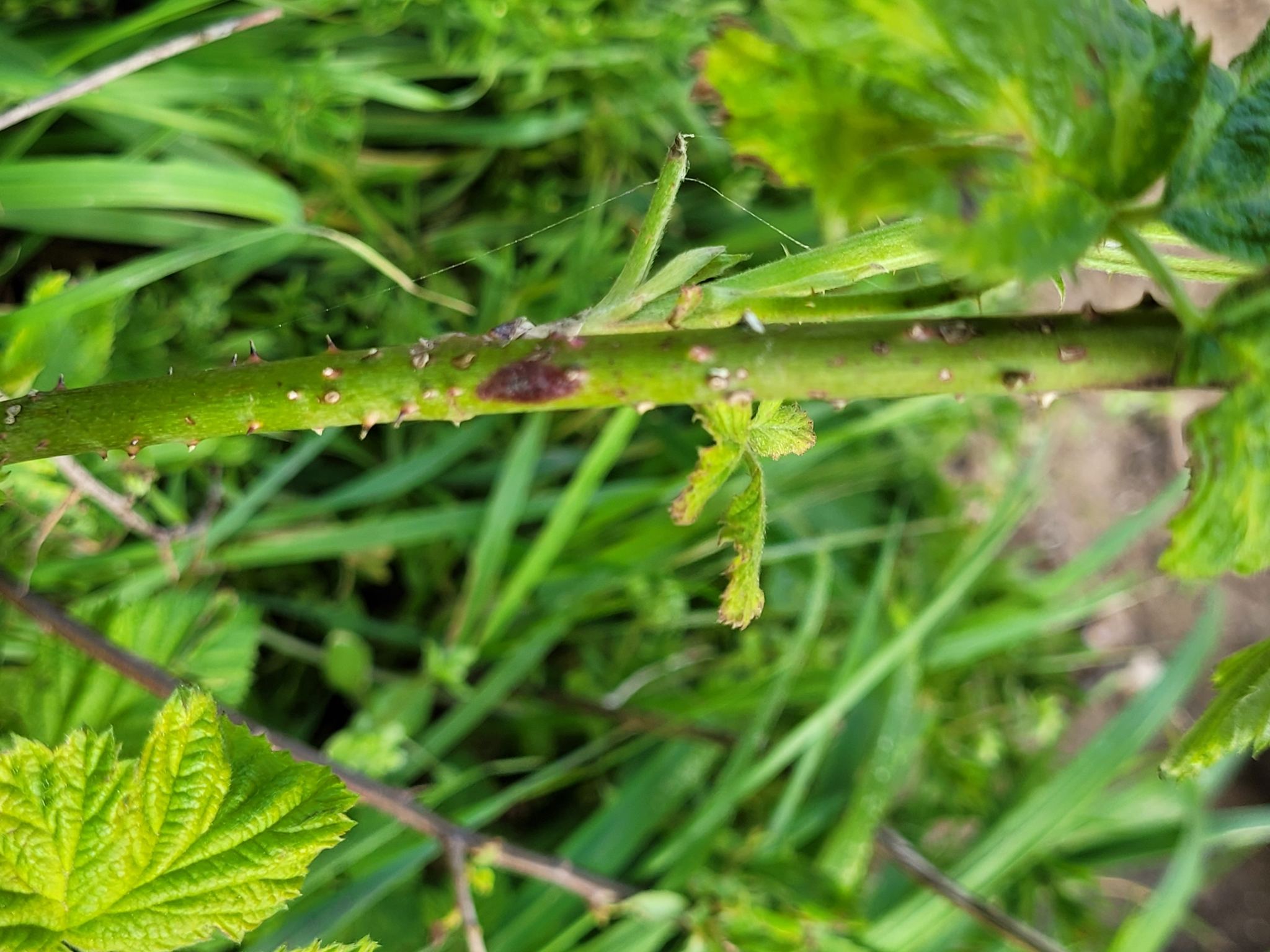 Septocyta ruborum