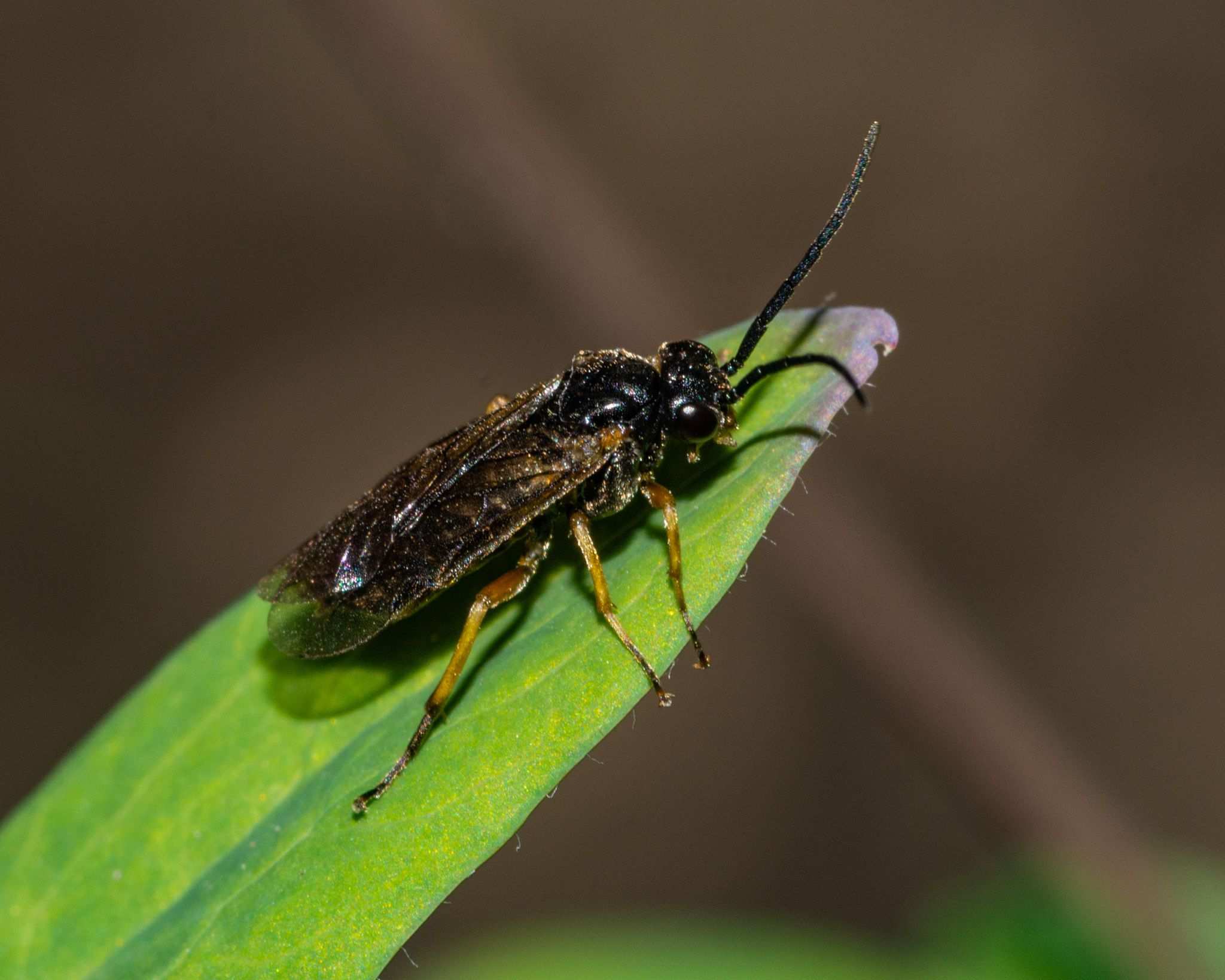 Pristiphora rufipes