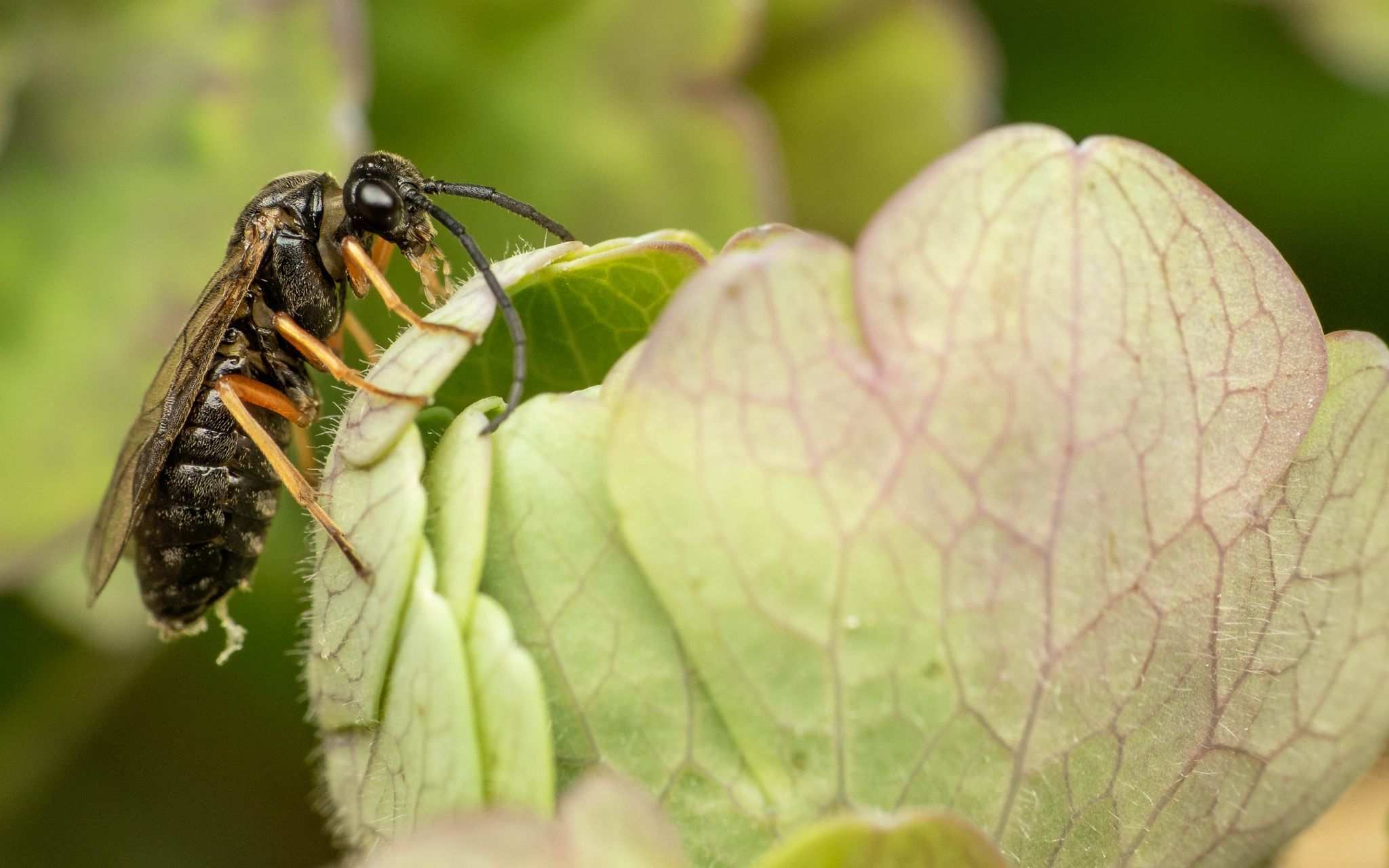 Pristiphora rufipes