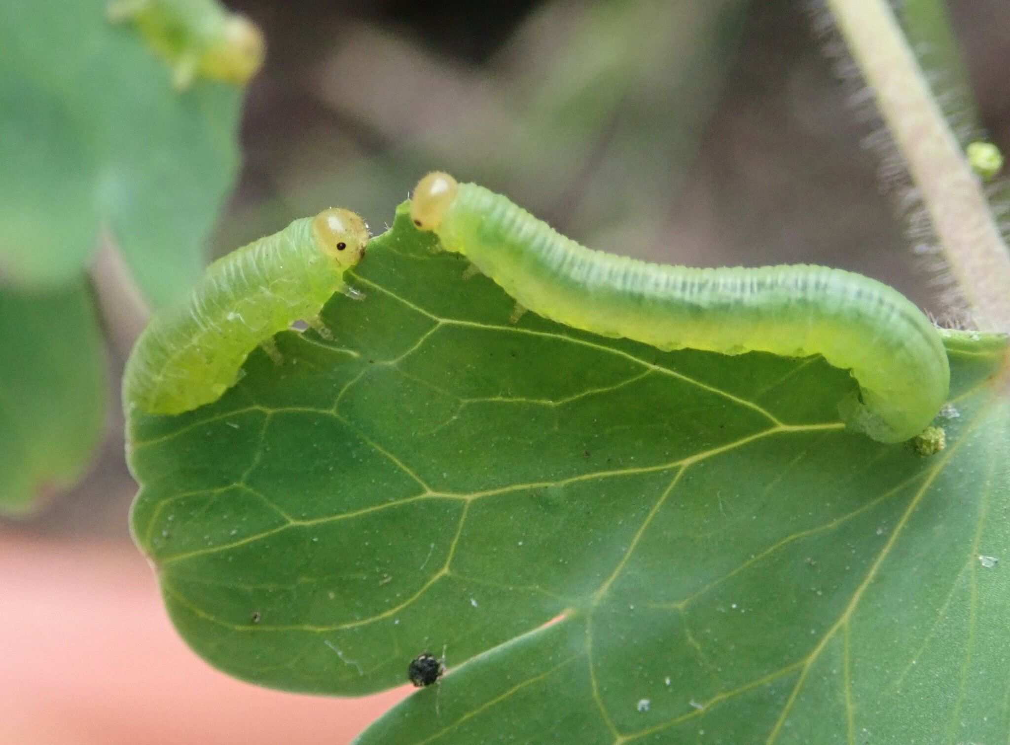 Pristiphora rufipes