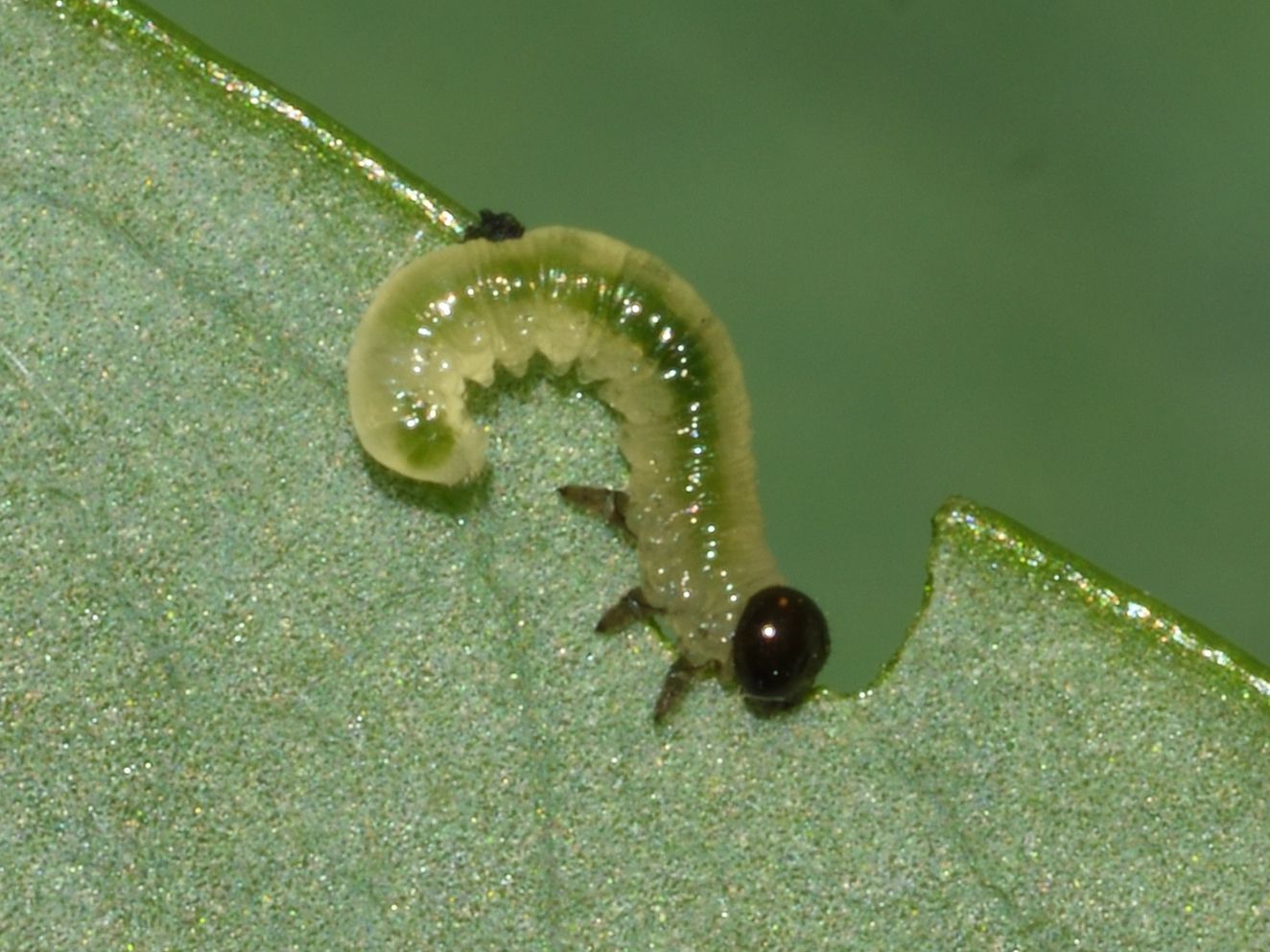 Pristiphora rufipes