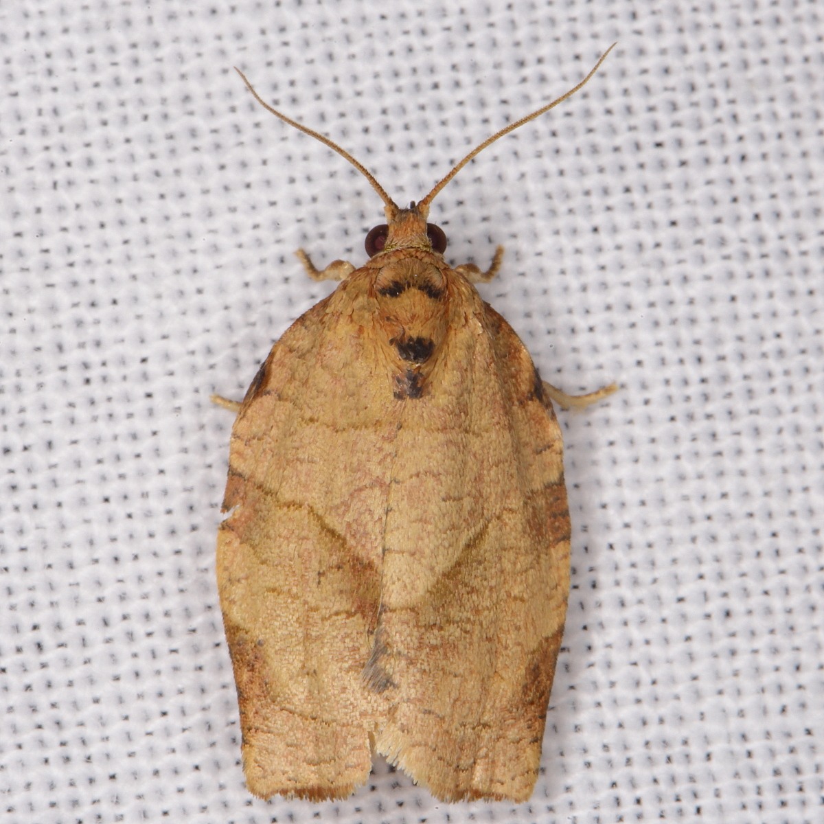 Choristoneura rosaceana