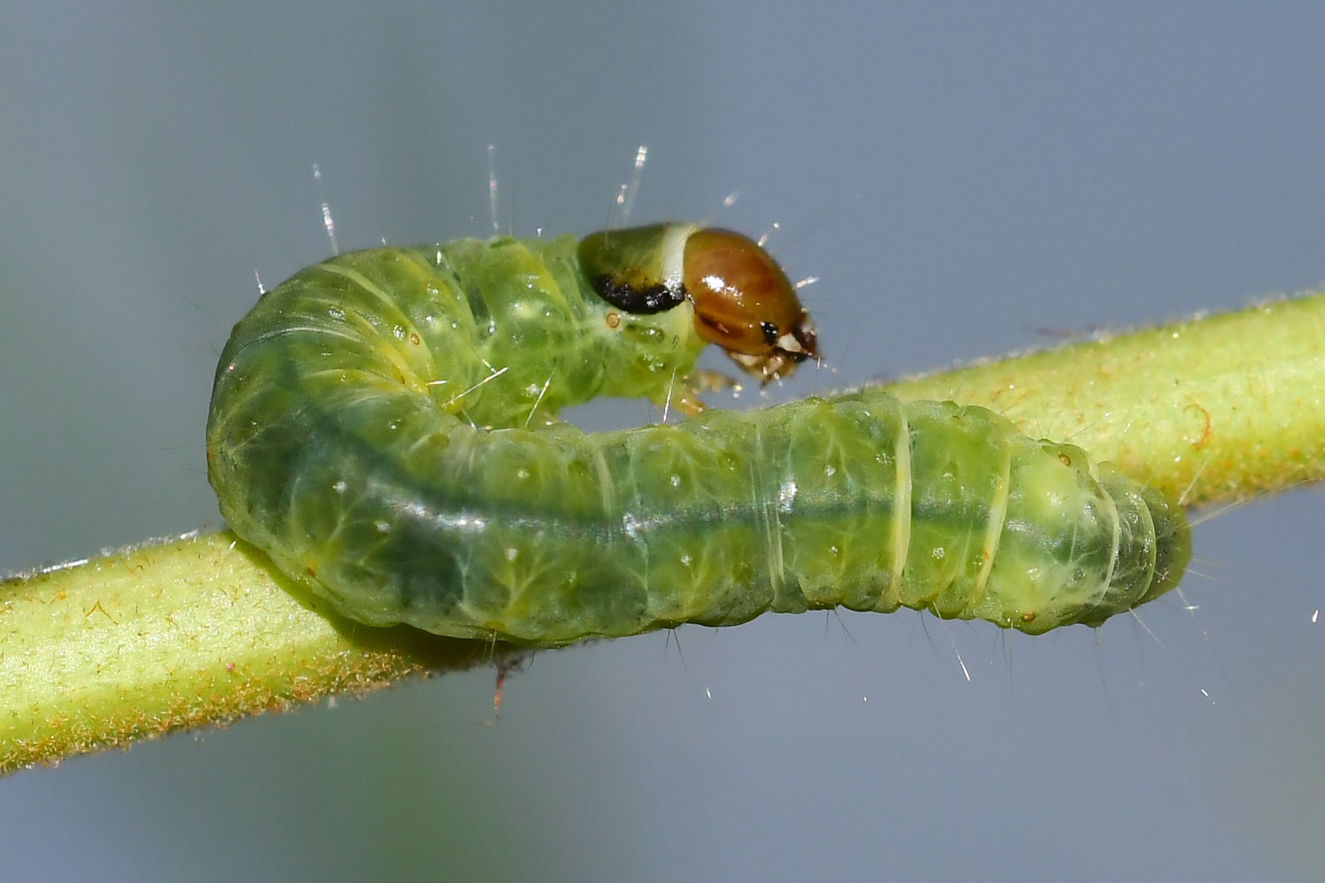 Choristoneura rosaceana