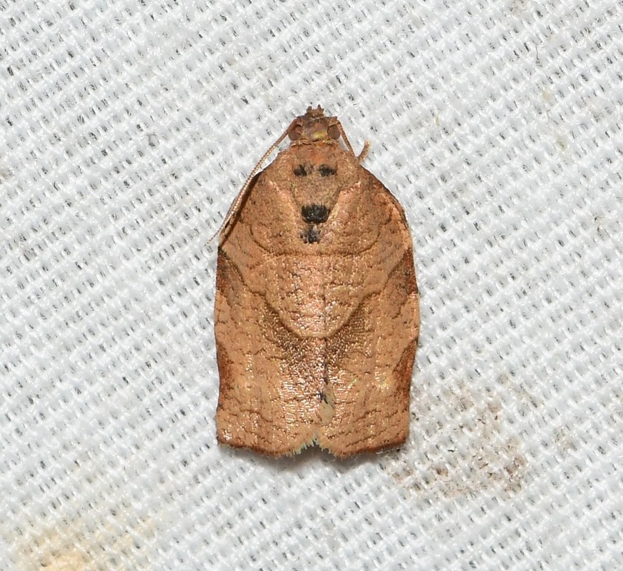 Choristoneura rosaceana