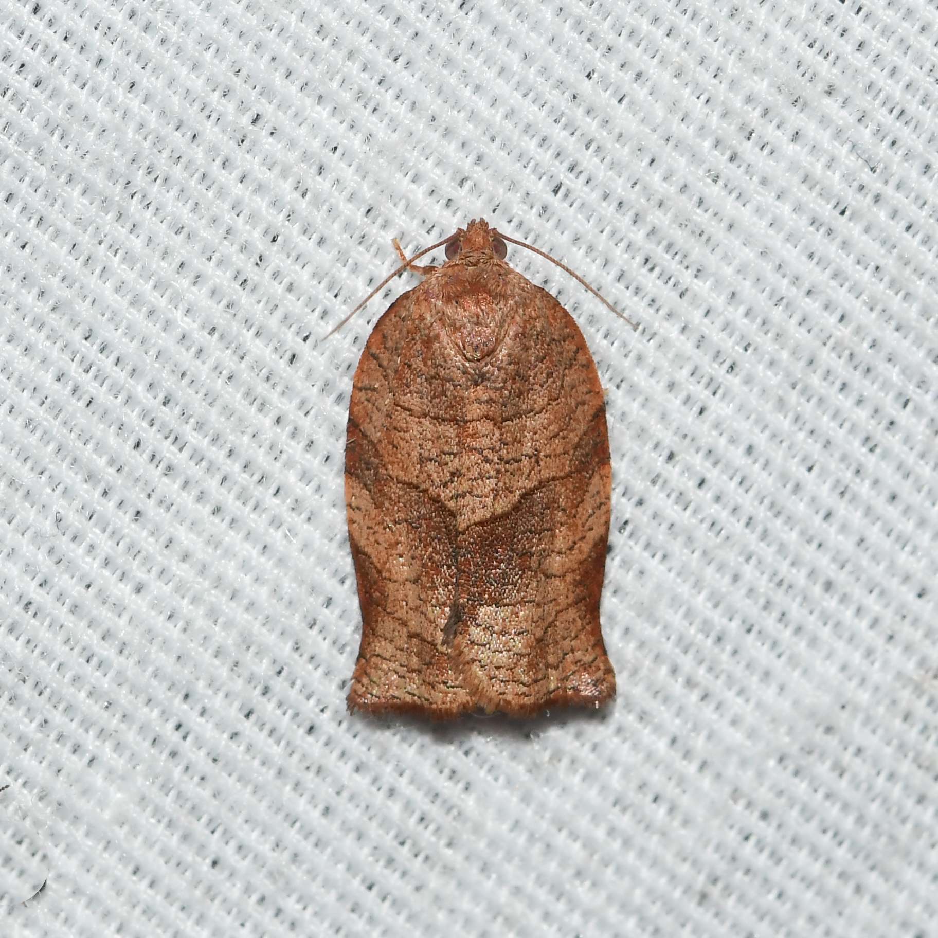 Choristoneura rosaceana