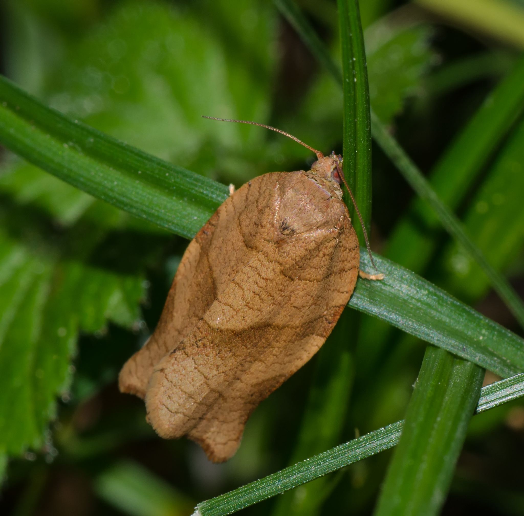 Choristoneura rosaceana