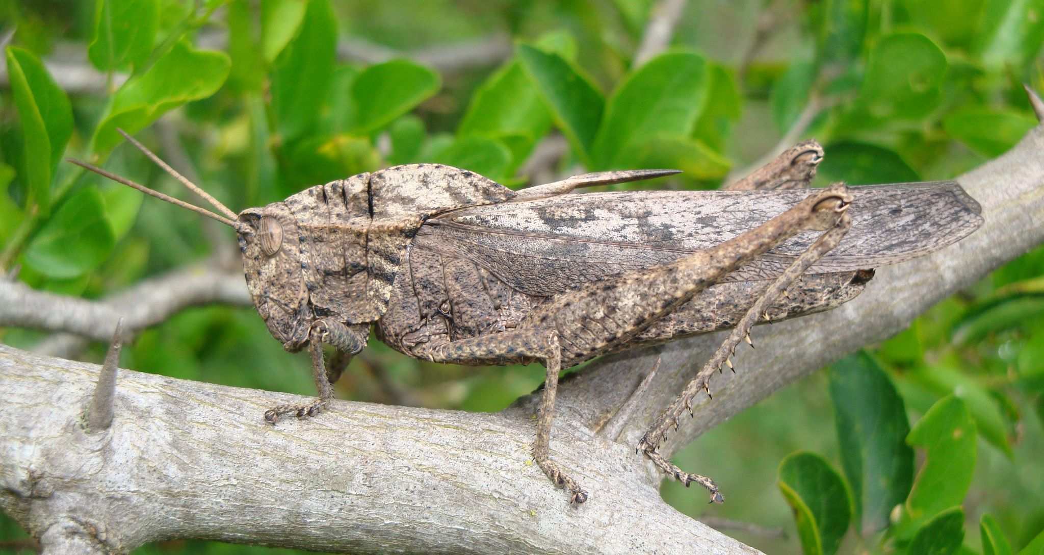 Xyleus
