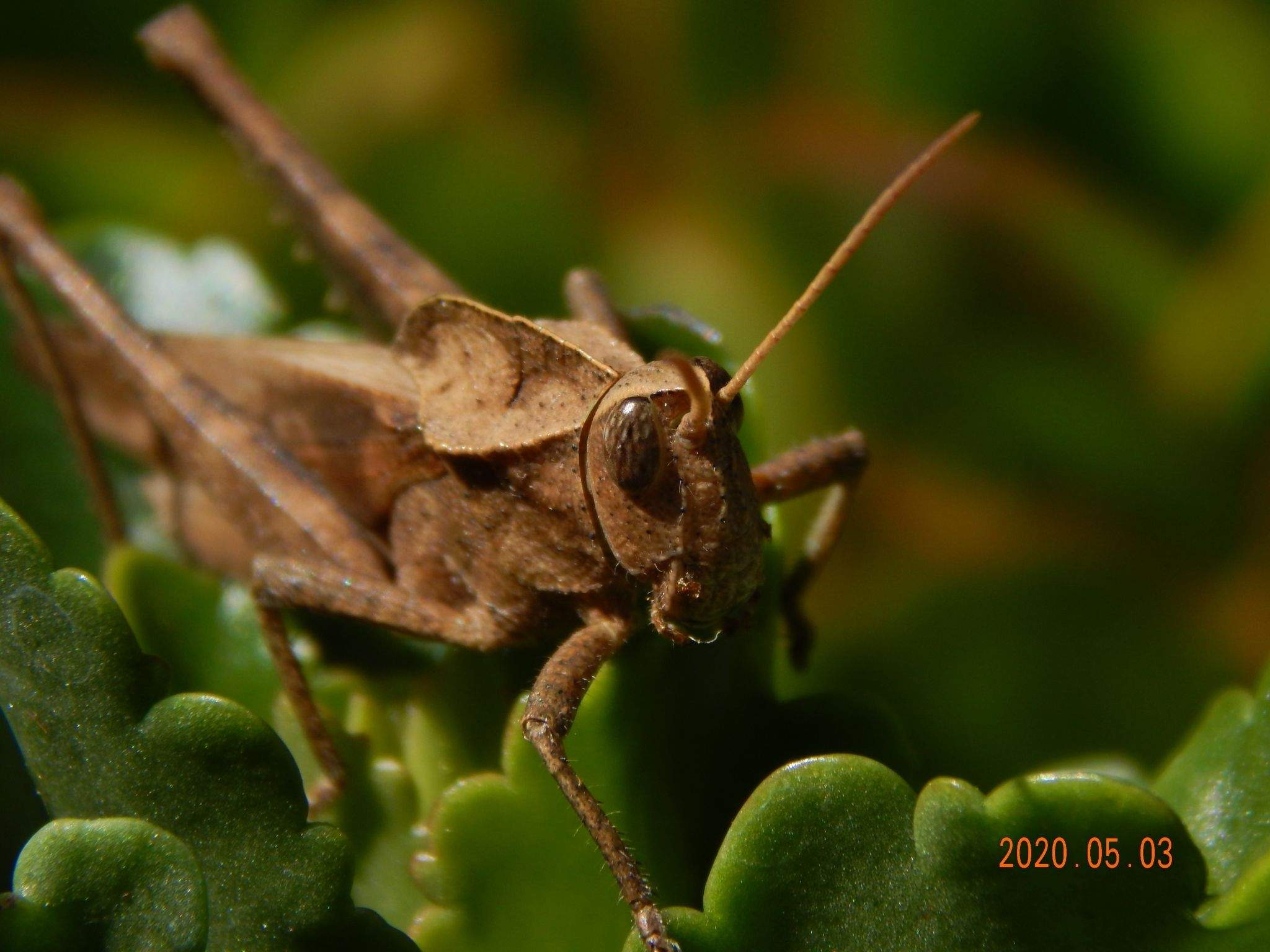 Xyleus
