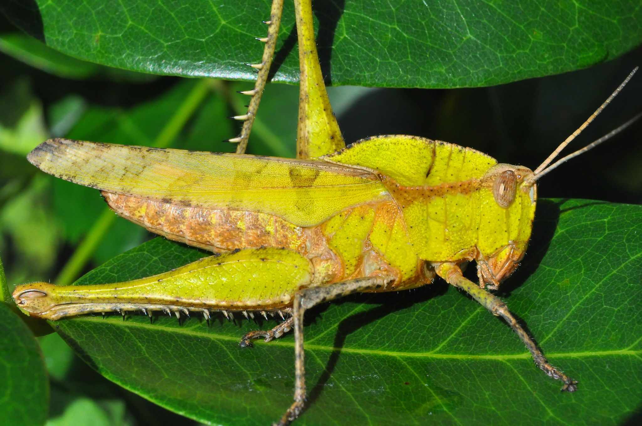 Xyleus