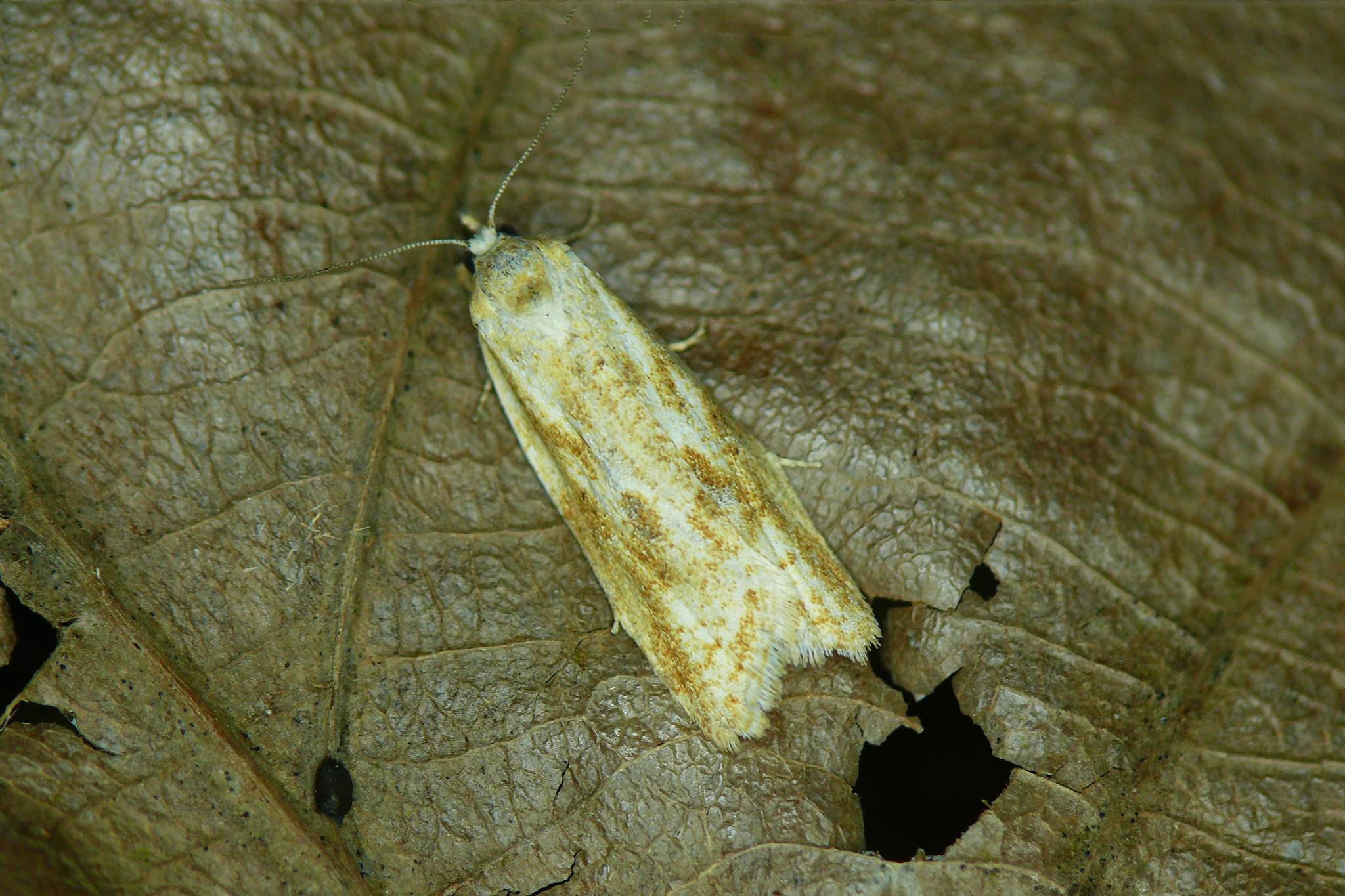 Cnephasia longana