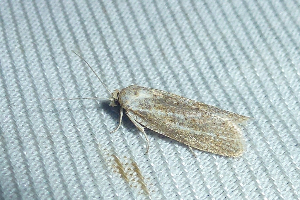 Cnephasia longana