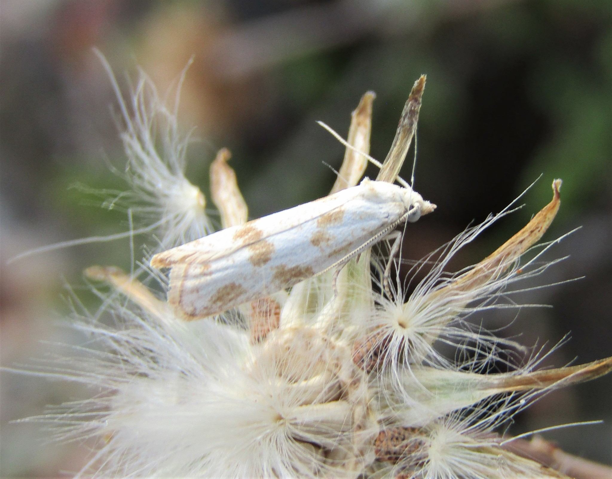 Cnephasia longana