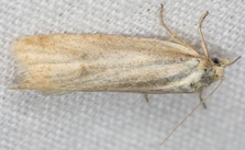 Cnephasia longana