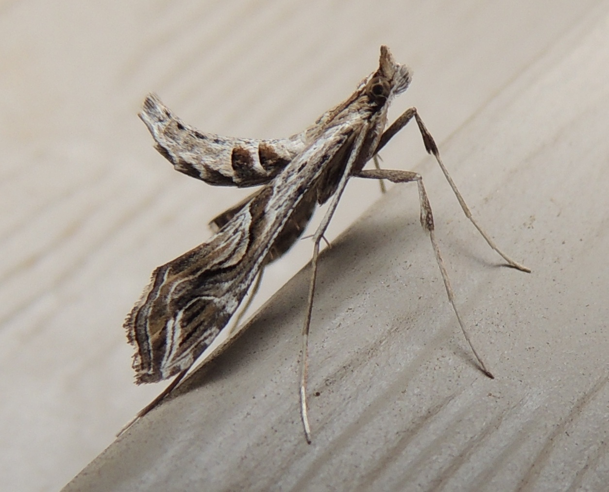 Lineodes