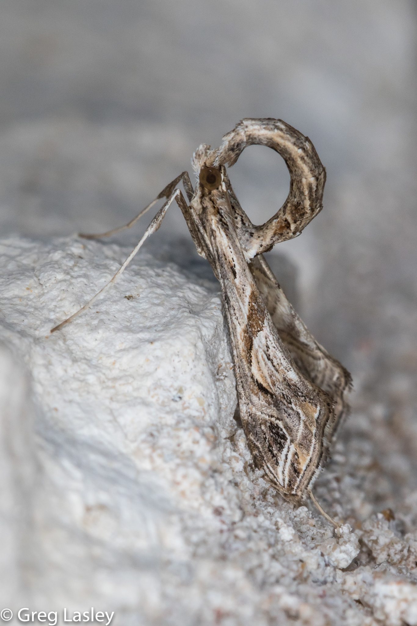 Lineodes