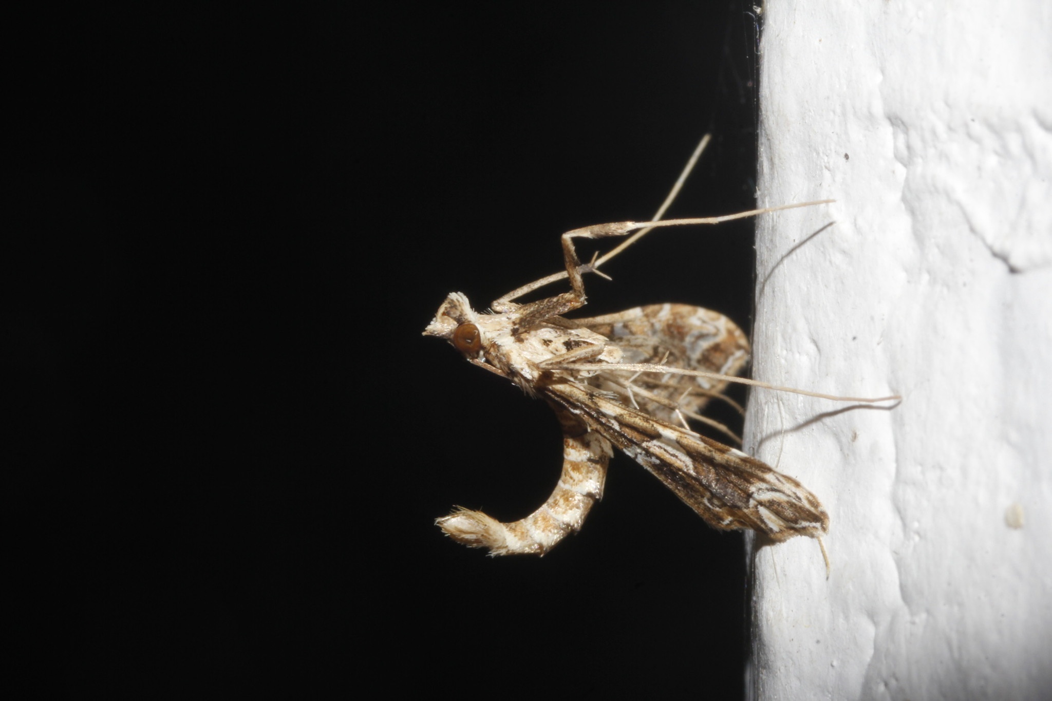 Lineodes