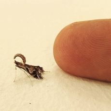 Lineodes