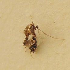 Lineodes