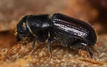 Dendroctonus frontalis