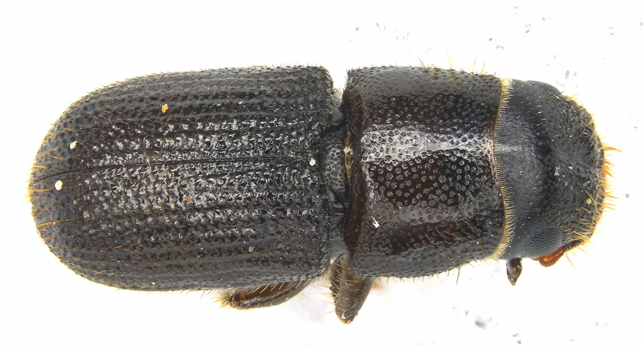 Dendroctonus frontalis