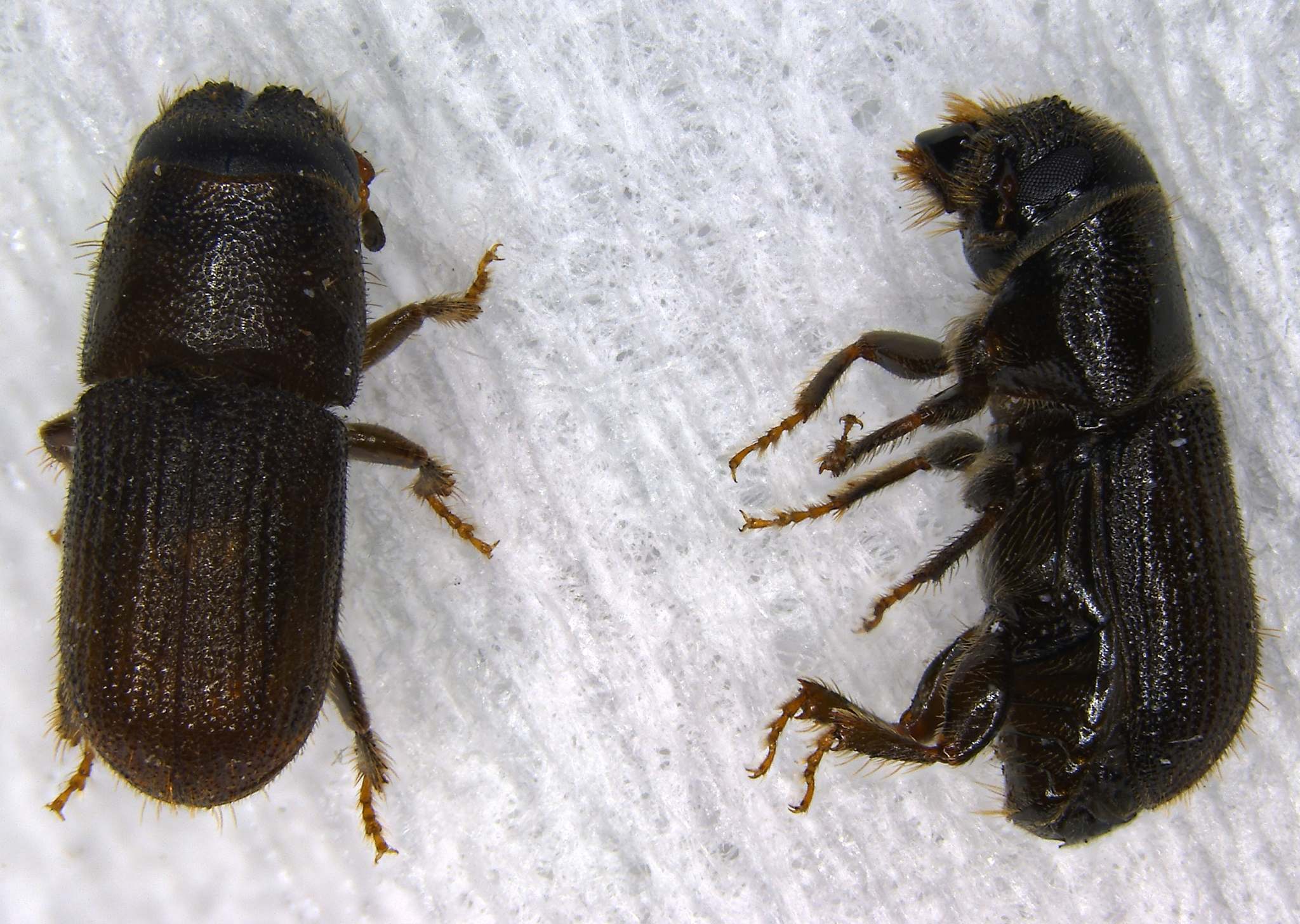 Dendroctonus frontalis