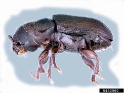 Dendroctonus frontalis