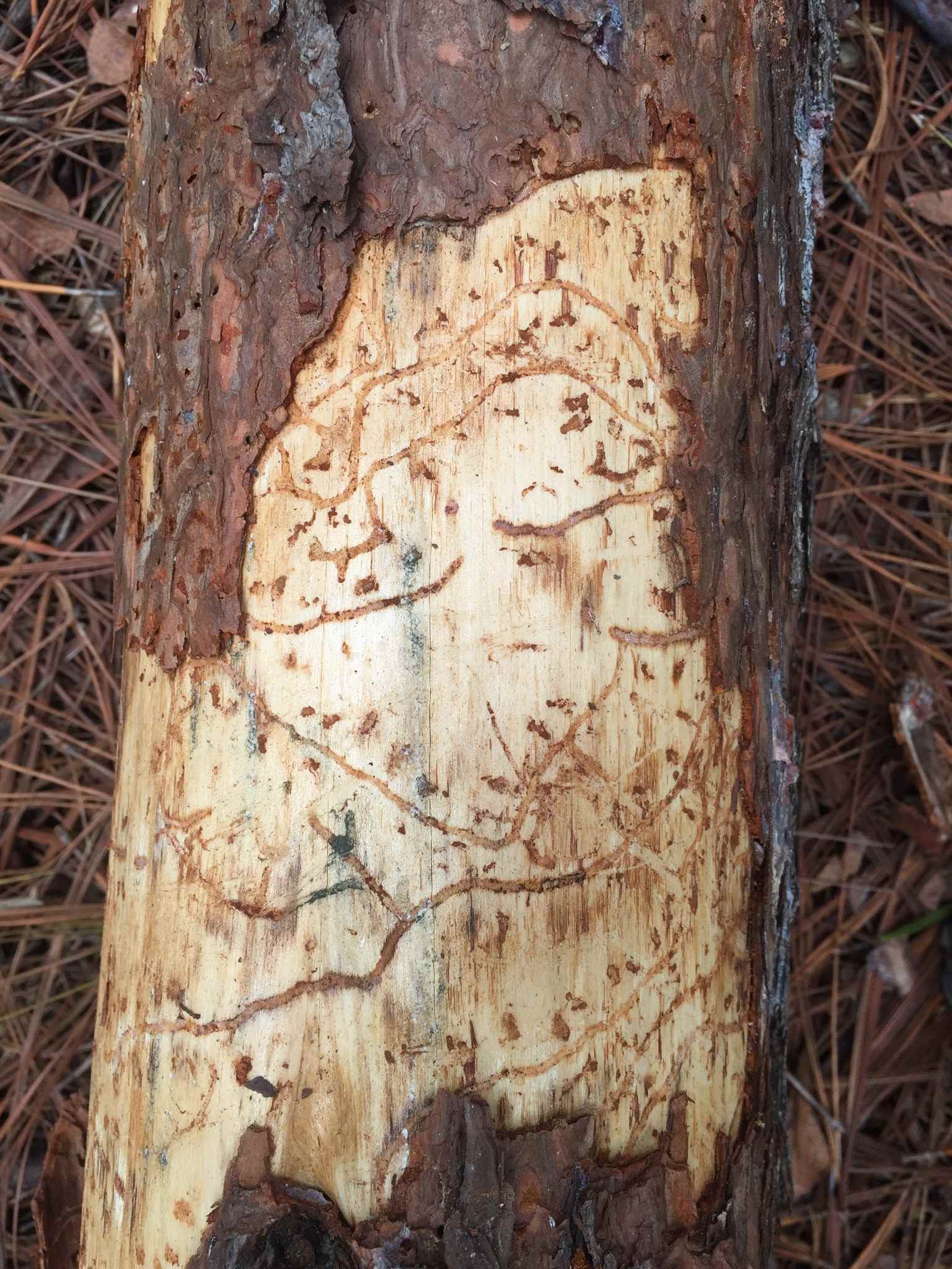 Dendroctonus frontalis