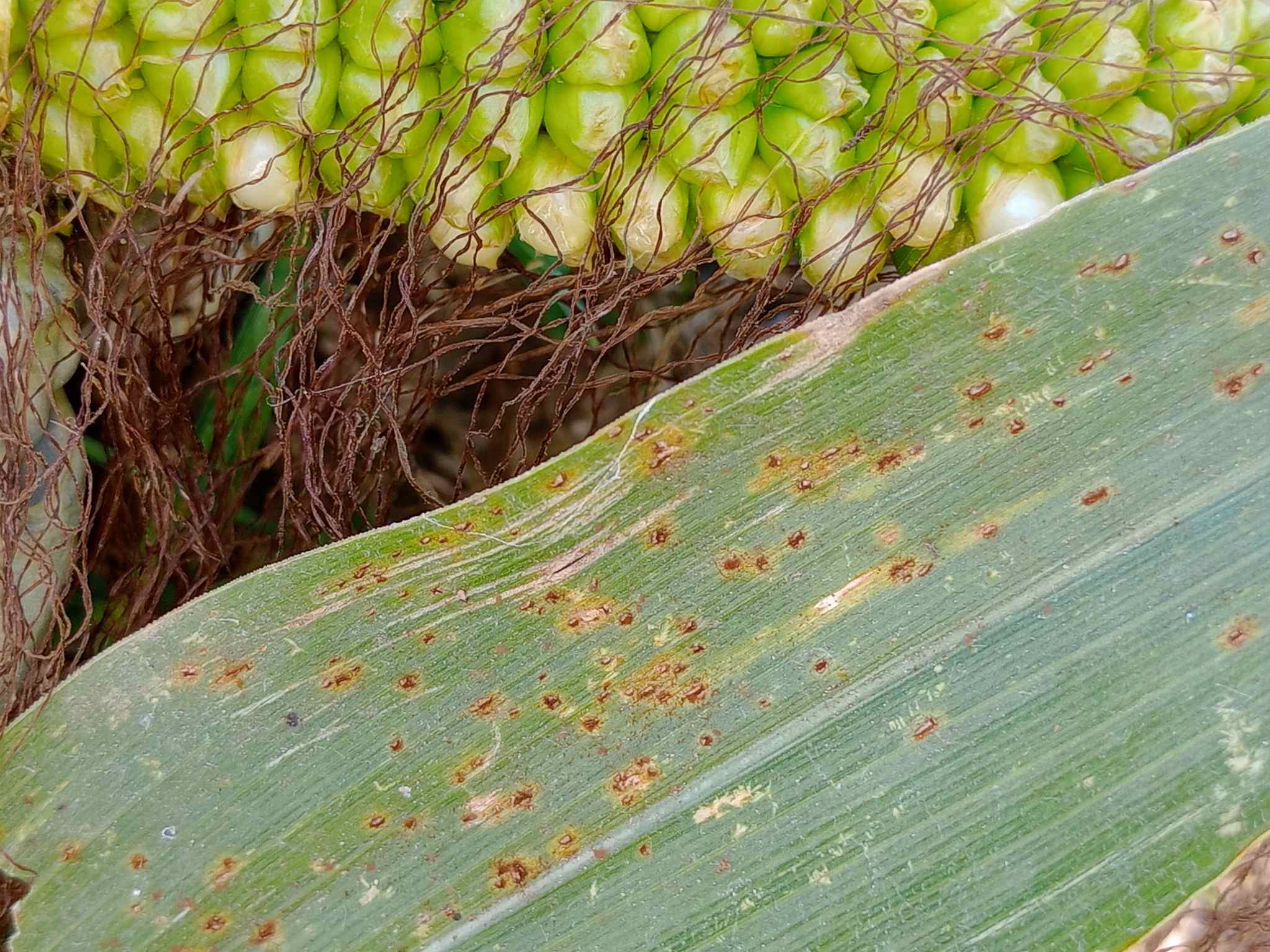 Puccinia sorghi