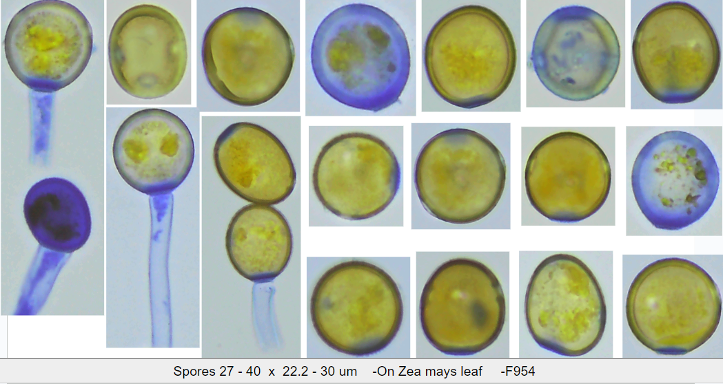 Puccinia sorghi