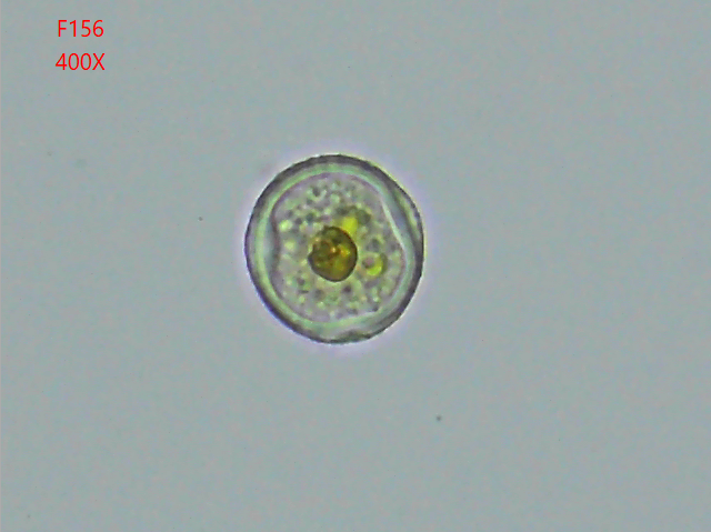Puccinia sorghi