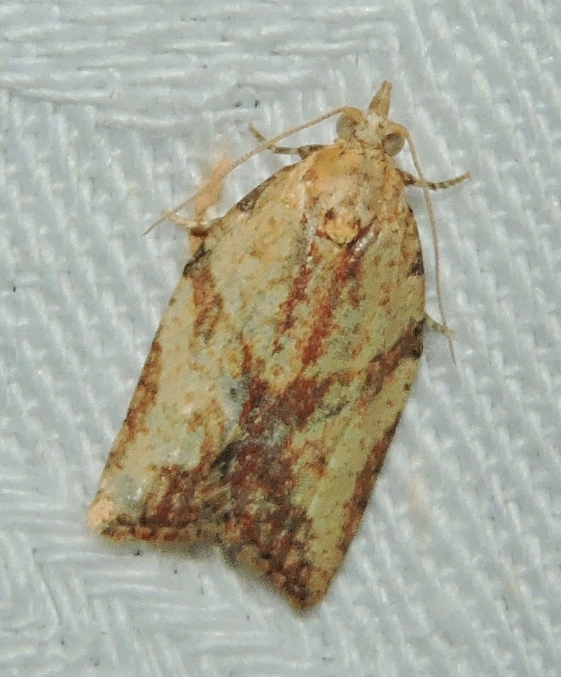 Epiphyas postvittana