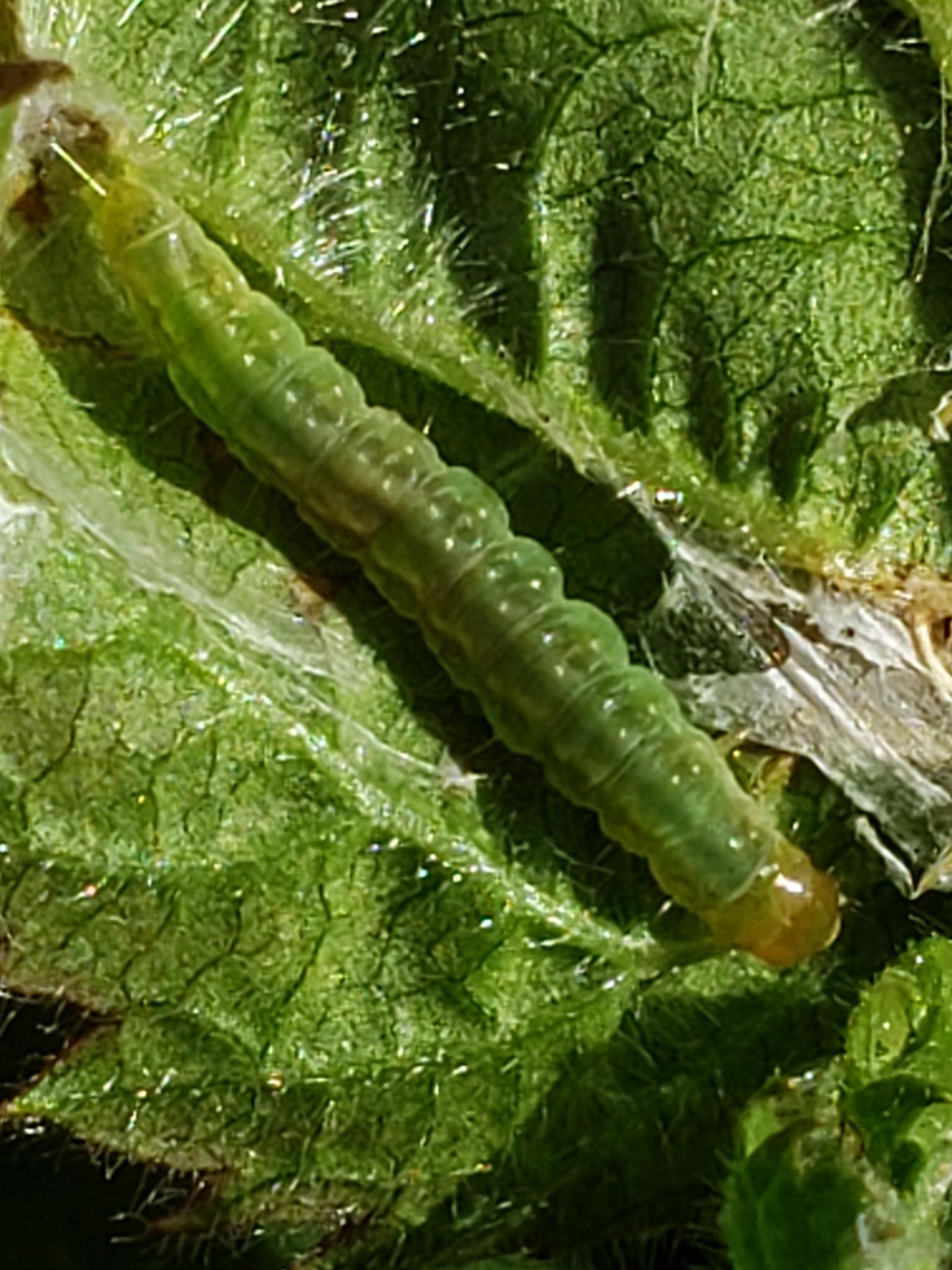 Epiphyas postvittana