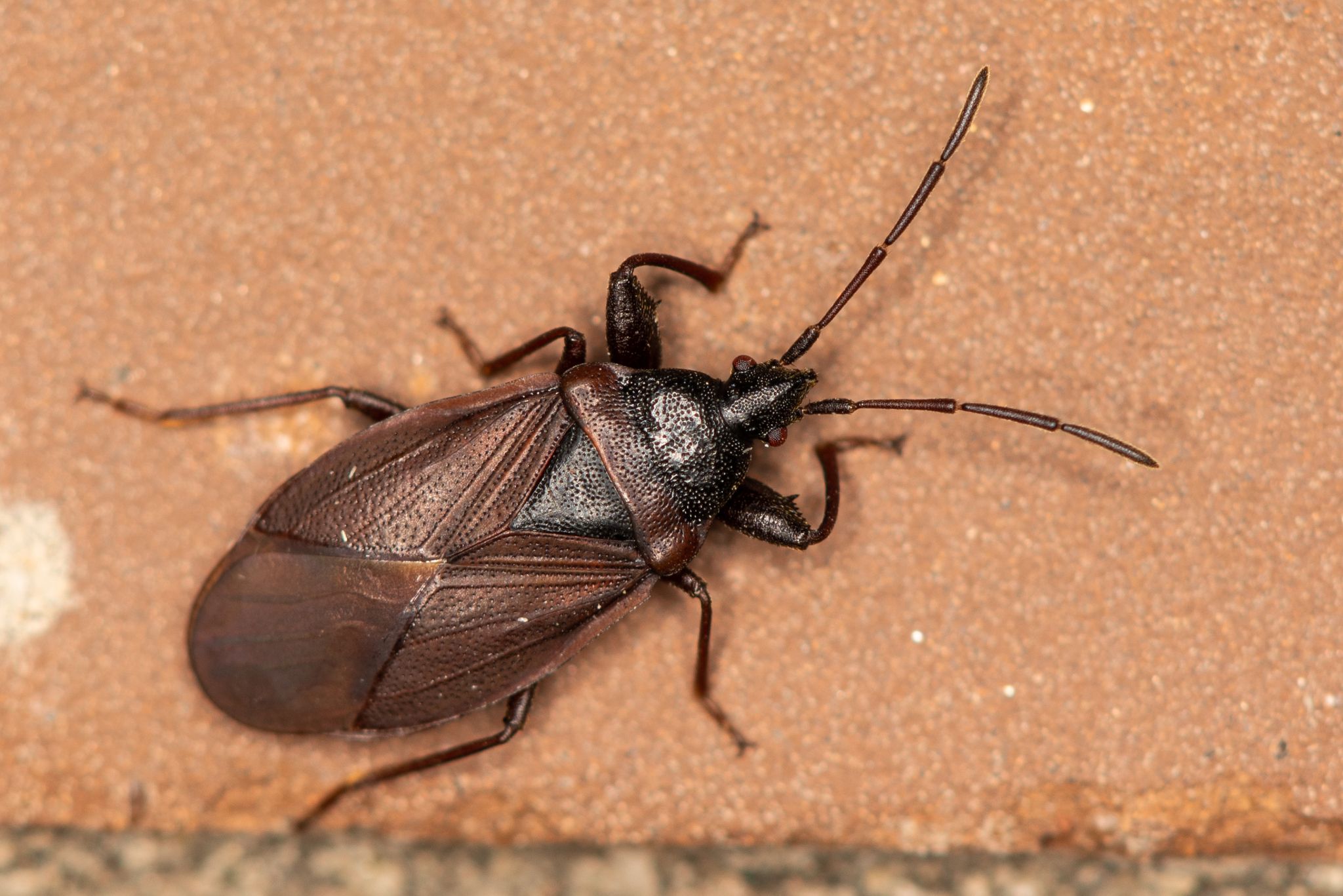 Gastrodes grossipes