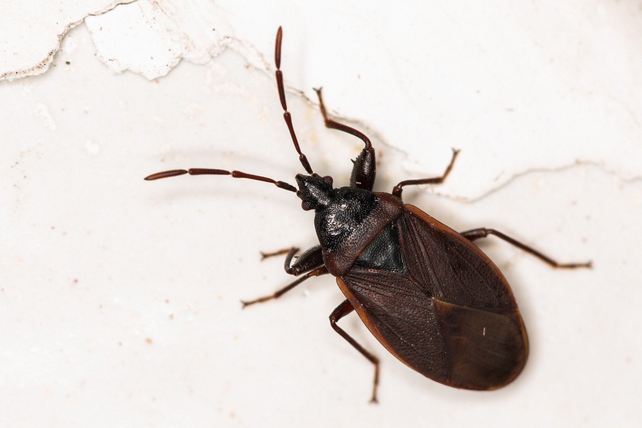 Gastrodes grossipes