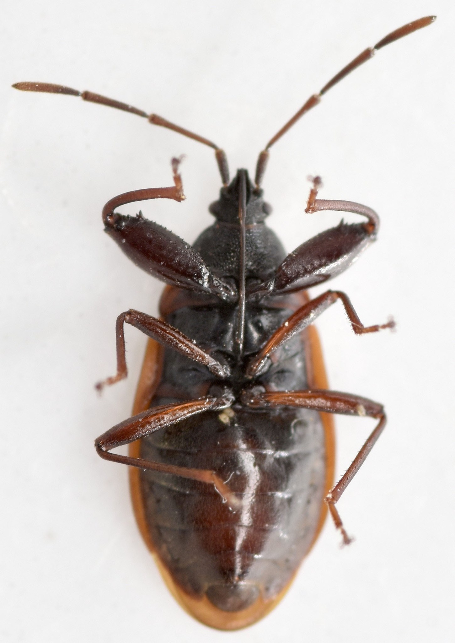 Gastrodes grossipes