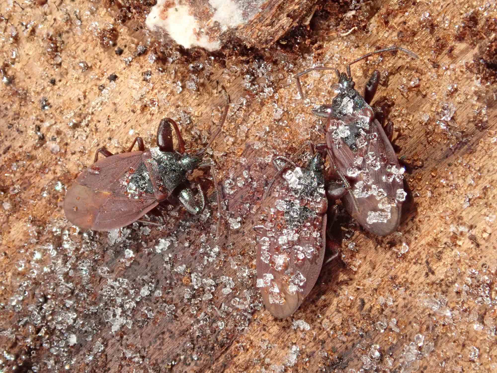 Gastrodes grossipes