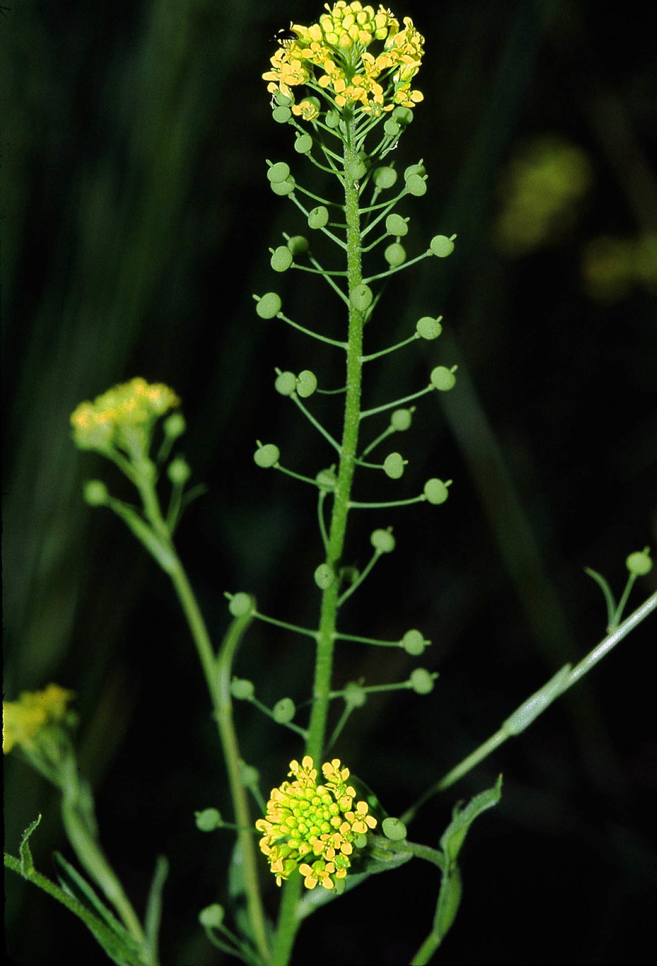 Neslia paniculata