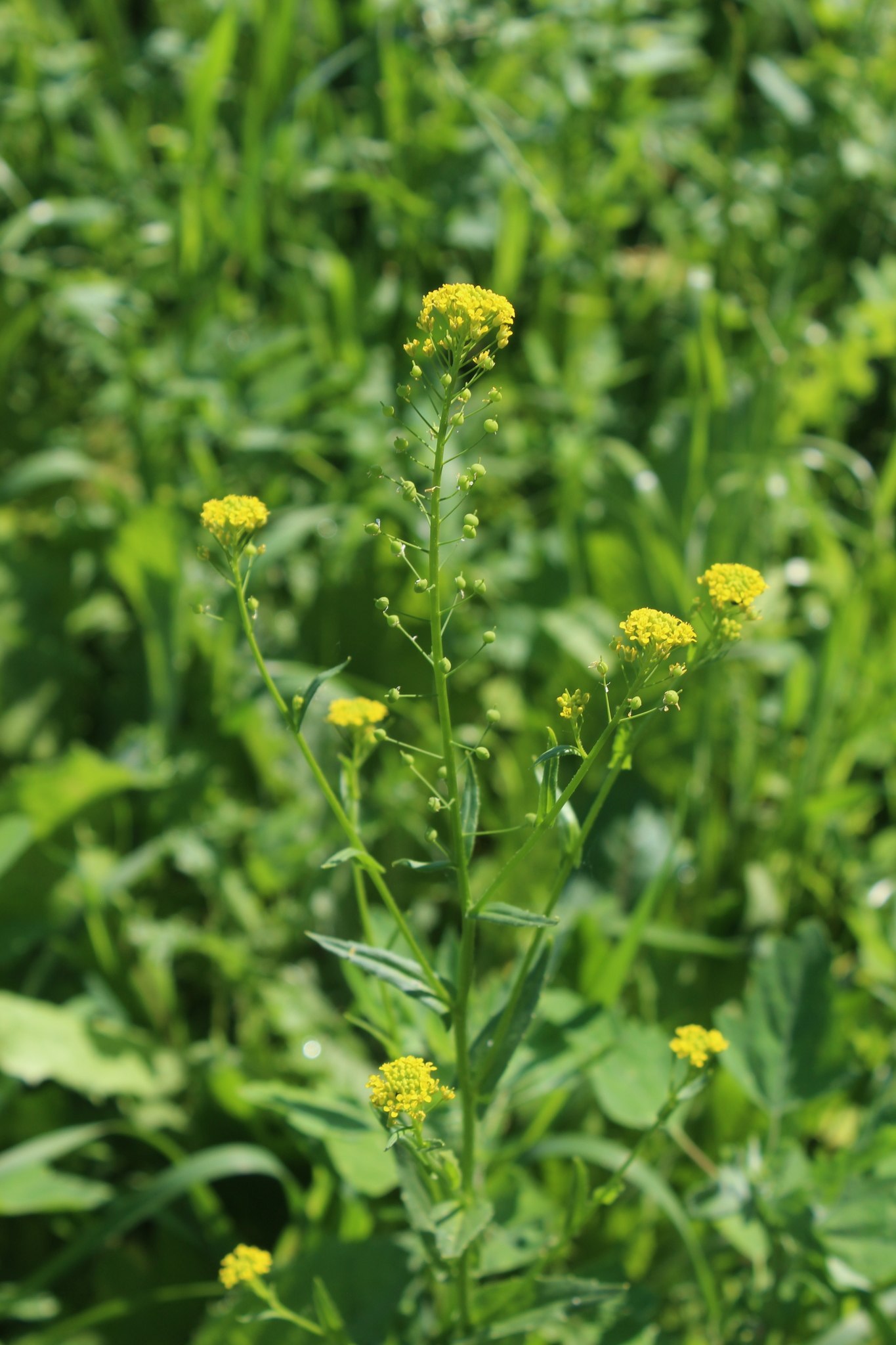 Neslia paniculata