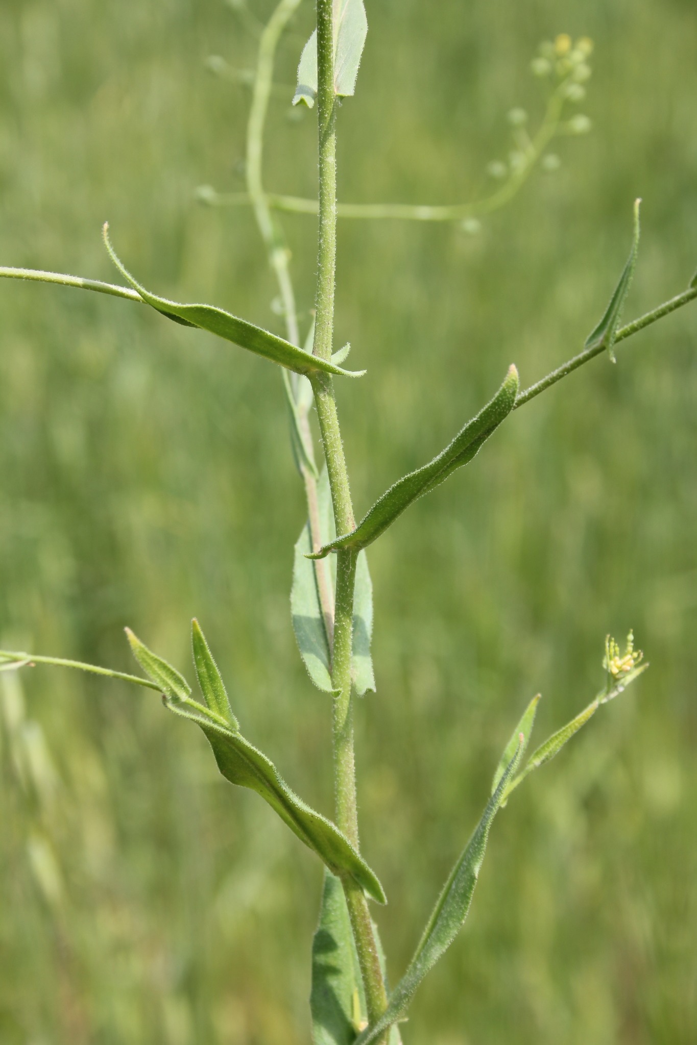 Neslia paniculata