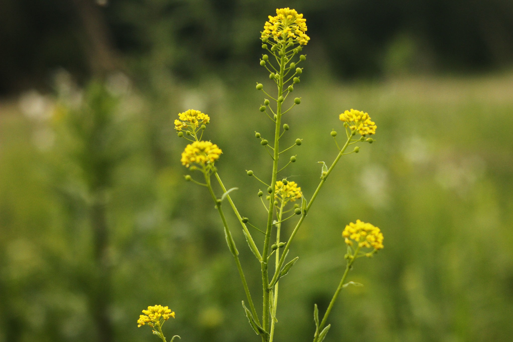 Neslia paniculata