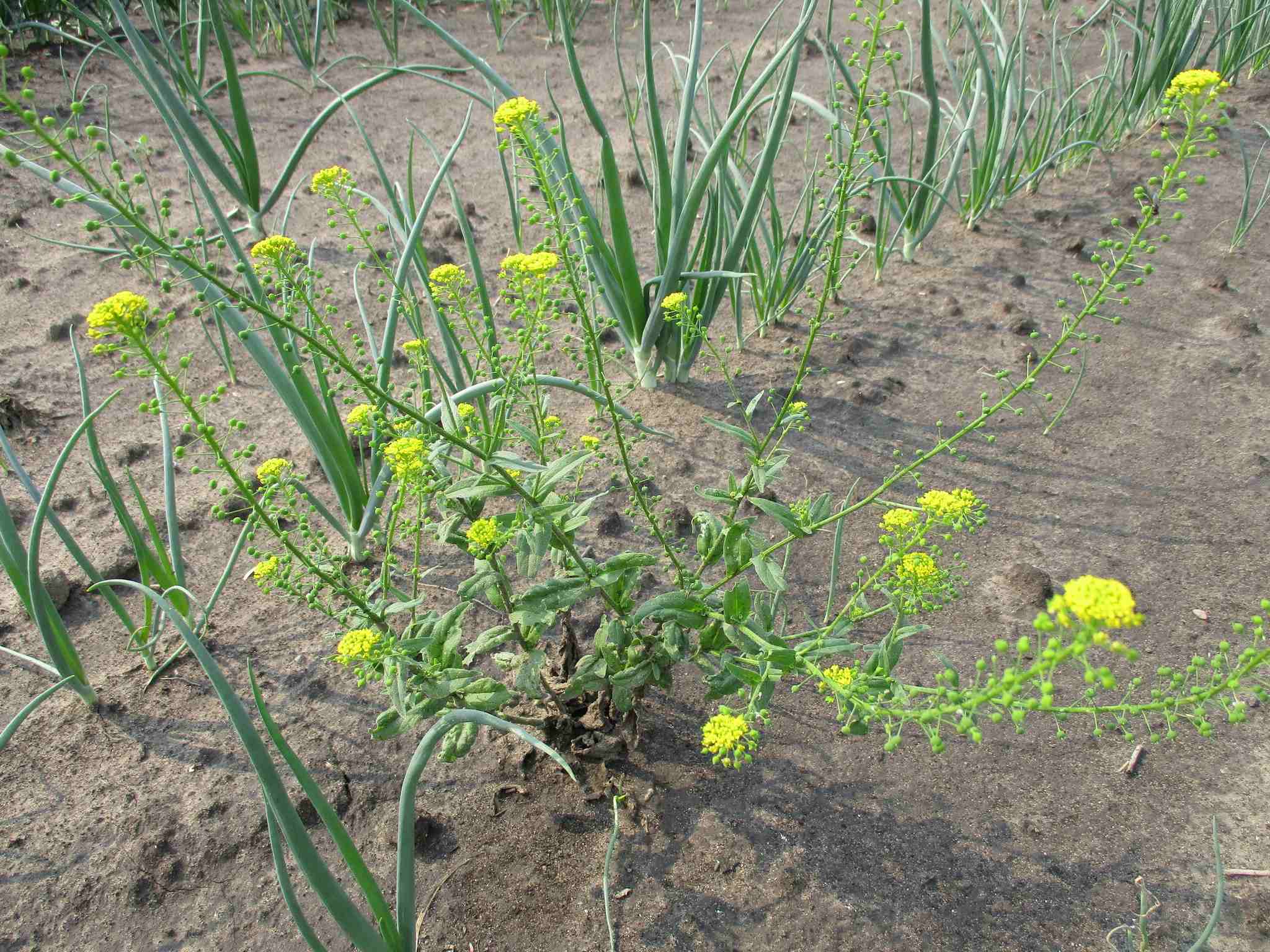 Neslia paniculata