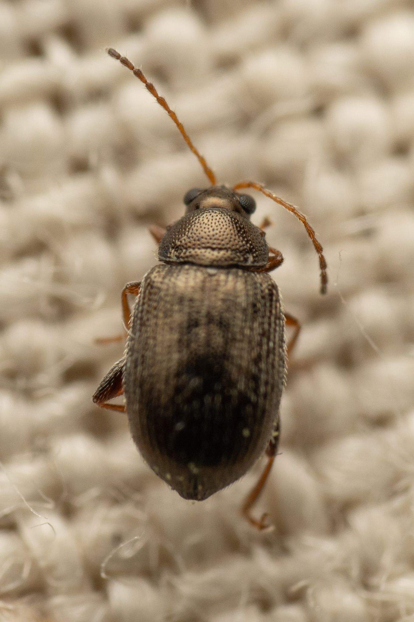 Epitrix subcrinita