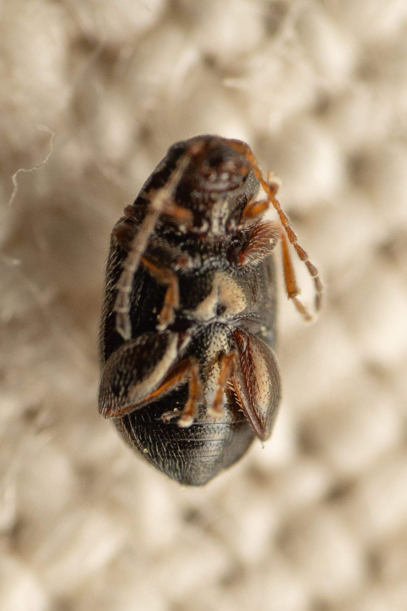 Epitrix subcrinita