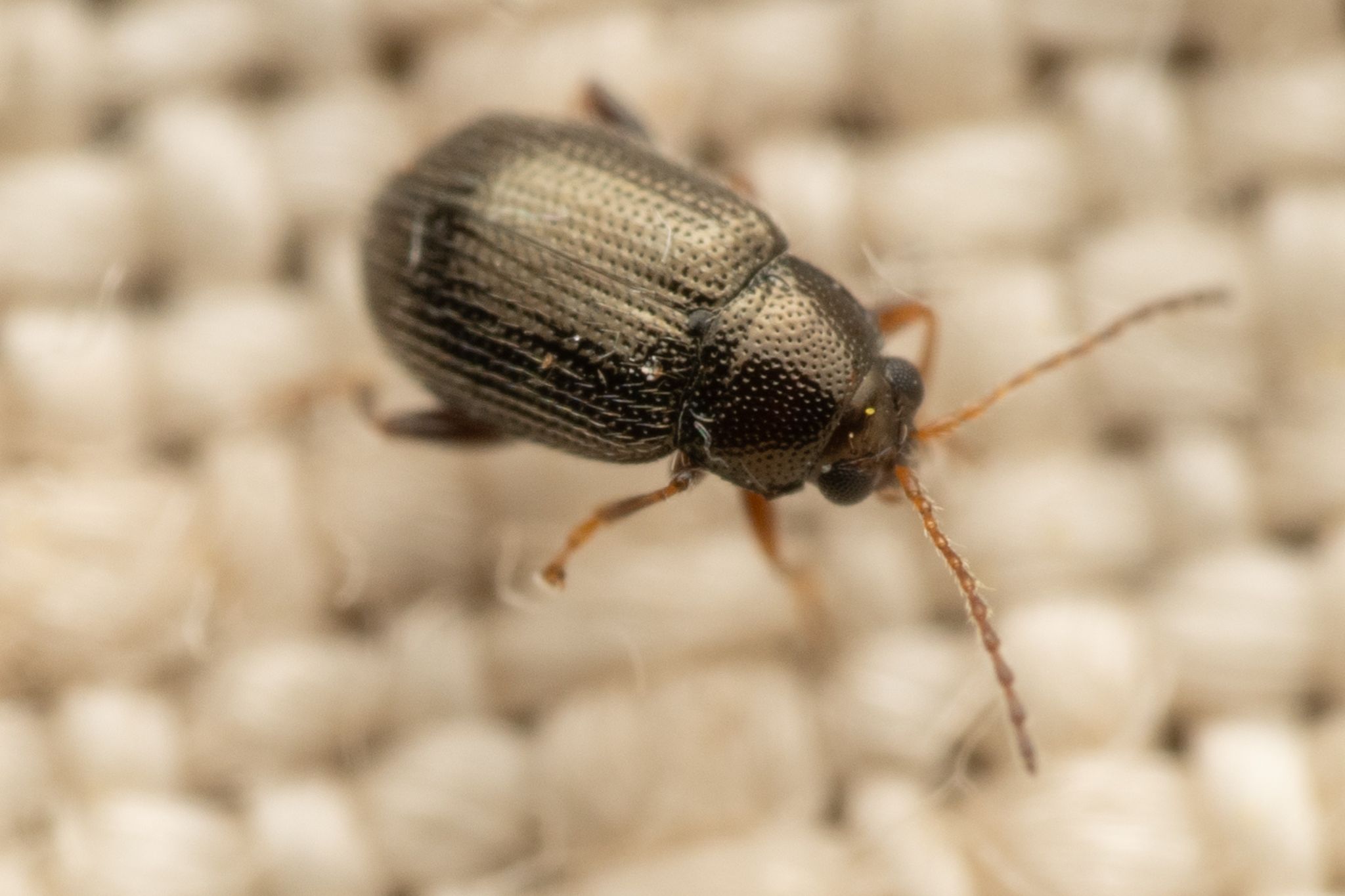 Epitrix subcrinita